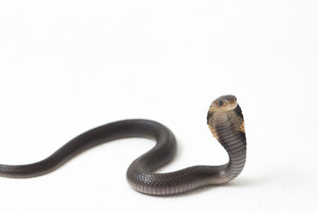 La posture du cobra et sa symbolique le sens de Bhujangâsana