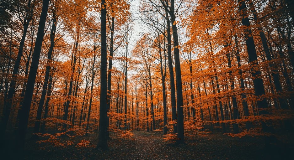 Heure d'hiver : préparer votre organisme Changement d'heure : préparer votre organisme et votre esprit
