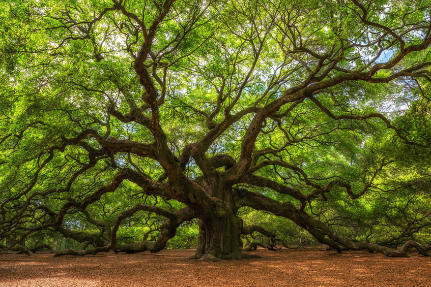 La posture de l'arbre, Vrikshasana : symbolisme dans le yoga