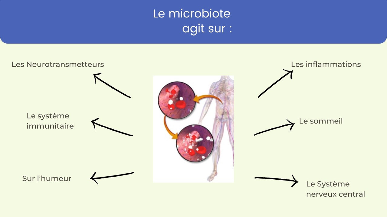 qu'est-ce que c'est le microbiote ? tout ce qu'll faut savoir sur le microbiote