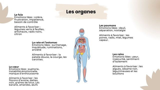 Alimentation émotionelle : les organes Les organes liés à l'alimentation emotionnelle