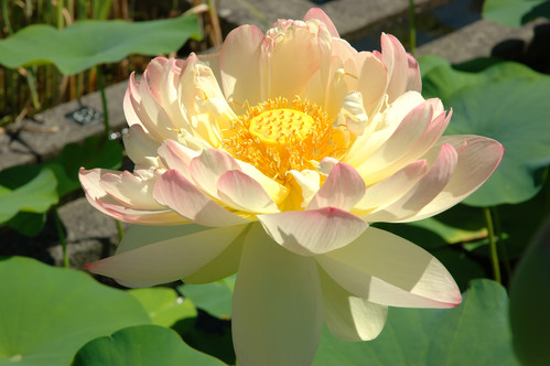 Les six chakras et le bija correspondant !