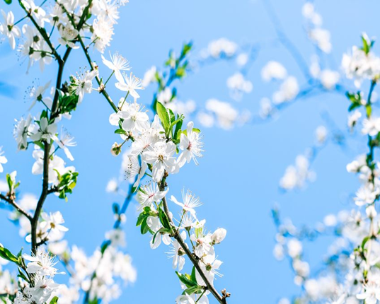 Pranayama de printemps : Éveillez votre énergie !