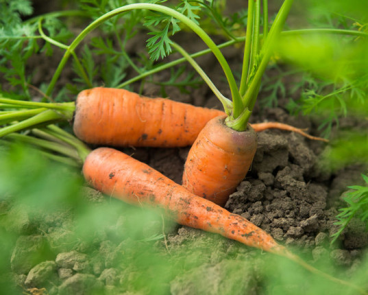 Les trois salades pour un été Yoga